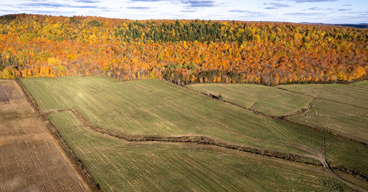 Vue Aérienne Par Drone D'un Champ Agricole D'automne Avec Des Cultures Depuis Les Airs3